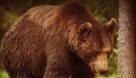 چگونه از حمله خرس در طبیعت در امان باشیم
