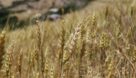 خرید حدود 950 تن گندم مازاد بر نیاز کشاورزان گندمکار توسط مرکز خرید رستم آباد