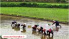 کشاورزان هرچه سریع تر نسبت به نشا برنج براساس تقویم زراعی اقدام کنند