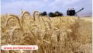 طمع ویلاسازان برای ساخت و ساز در مزارع گندم رودبار نگران کننده است