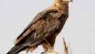 عقاب طلایی با دلسوزی جوان لوشانی به دامان طبیعت در رودبار بازگشت