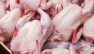 افزایش 15 درصدی تولید مرغ در گیلان