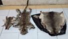 دستگیری شکارچی حرفه ای و بیرحم پلنگ ایرانی و گوزن در شهرستان رودبار