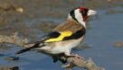 آزاد سازی پرنده سهره‌های طلایی پس از دستگیری شکارچی در رودبار