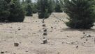 ۲ هزار اصله کاج طی یک دهه گذشته در بوستان کاج رستم آباد قطع و به تاراج رفته است