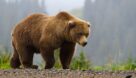 رویت ۲ قلاده خرس‌ قهوه‌ای در منطقه دیلمان و درفک گیلان