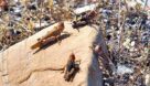 مبارزه با ملخ مراکشی در ۴۱۶ هکتار از عرصه های آلوده شهرستان رودبار