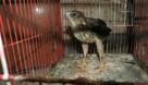 دستگیری شکارچی پرنده پیغو در رودبار